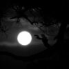 66月夜